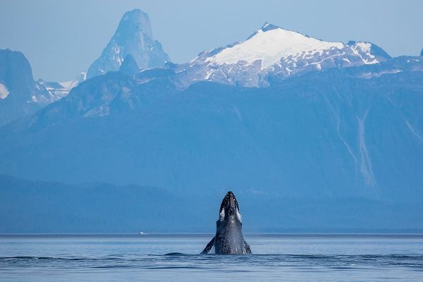 Alaska-Humpback Whale lunges while head slapping in Frederick Sound near Kupreanof Island
